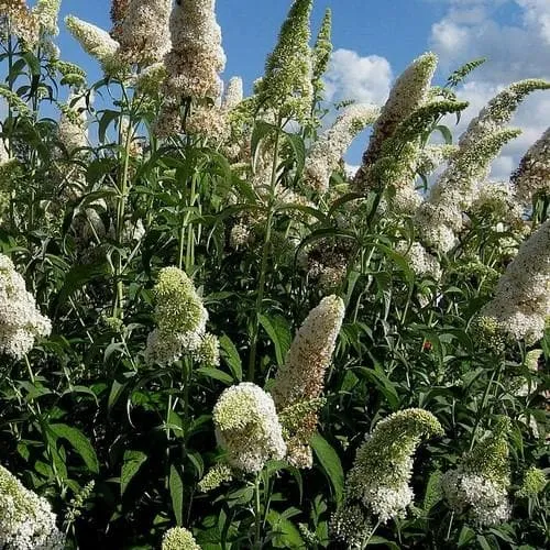Buddleja davidii White Profusion