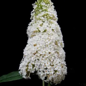 Buddleja davidii White Profusion