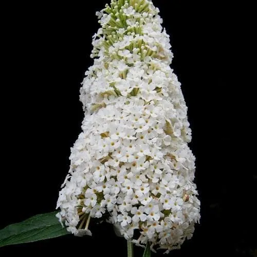 Buddleja davidii White Profusion